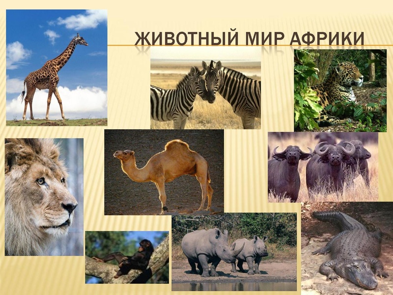 Файл:Климат Африка Булгакова.pdf