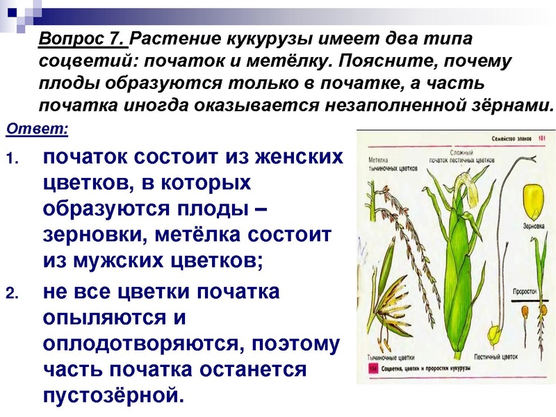 Файл:Подготовка к ЕГЭ . Задания С1 Глаголева ГП.pdf