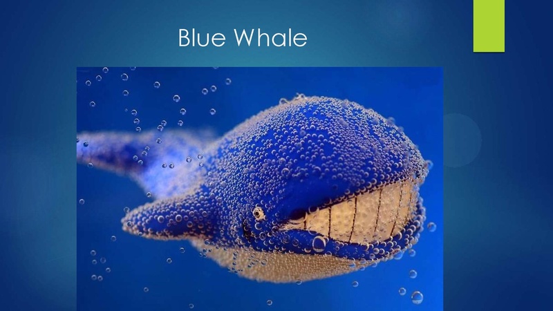 Файл:Есенеева А.Н Презентация к уроку На грани исчезновения.pdf