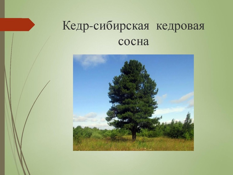 Файл:Быт народов Ханты и Манси.pdf