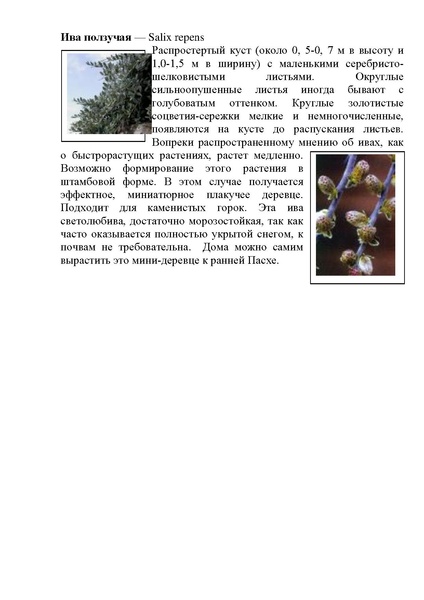 Файл:Виды ивы.pdf