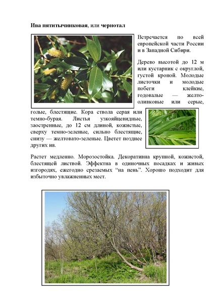 Файл:Виды ивы.pdf