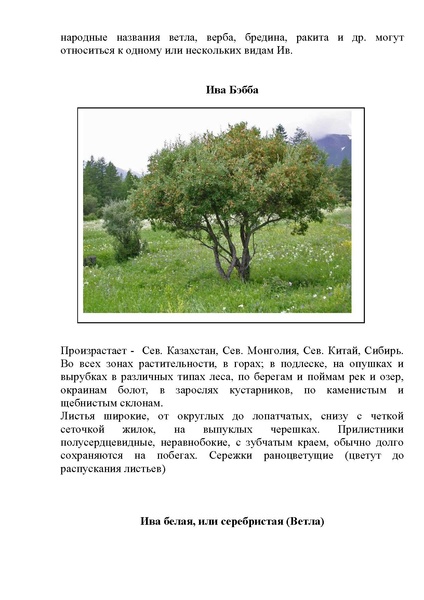 Файл:Виды ивы.pdf
