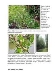 следующая страница →