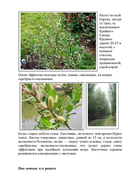 Файл:Виды ивы.pdf