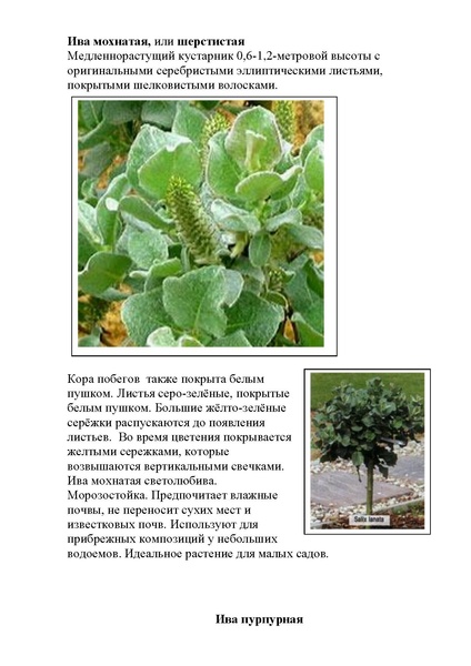 Файл:Виды ивы.pdf