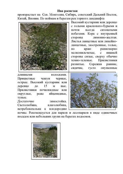 Файл:Виды ивы.pdf