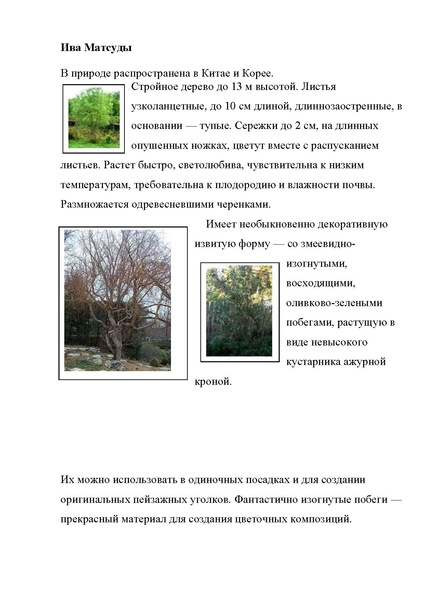 Файл:Виды ивы.pdf