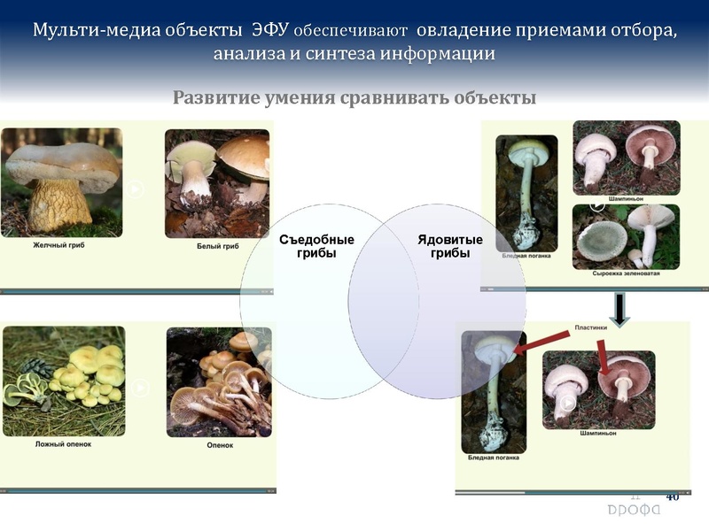 Файл:БиологияДРОФА..pdf