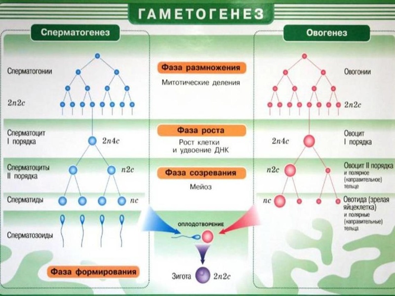 Файл:17,12Гаметогенез.pdf
