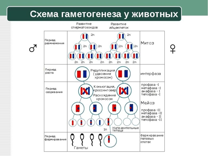 Файл:17,12Гаметогенез.pdf