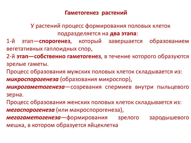 Файл:17,12Гаметогенез.pdf