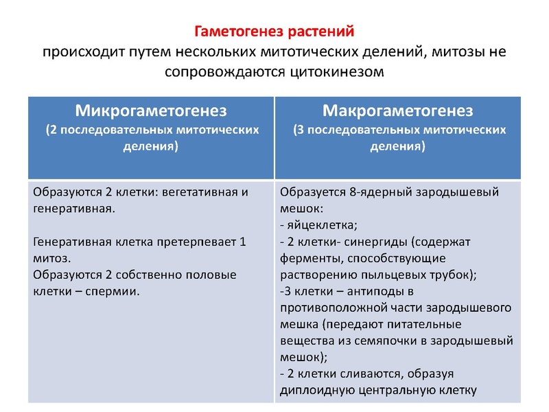 Файл:17,12Гаметогенез.pdf
